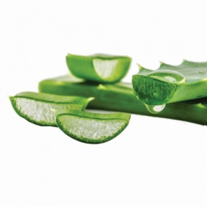 Aloe Vera Exporters