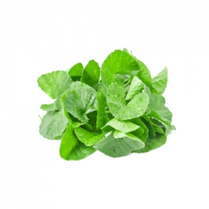 Brahmi Exporters