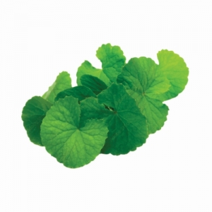 Gotu Kola Exporters