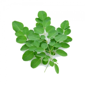 Moringa Powder Exporters