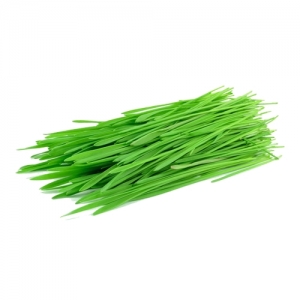 Wheatgrass Powder Exporters