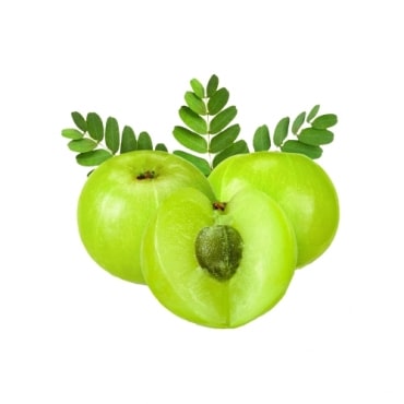 Amla Exporters