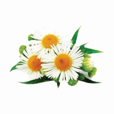 Chamomile Manufacturers