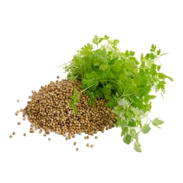 Coriander Manufacturers