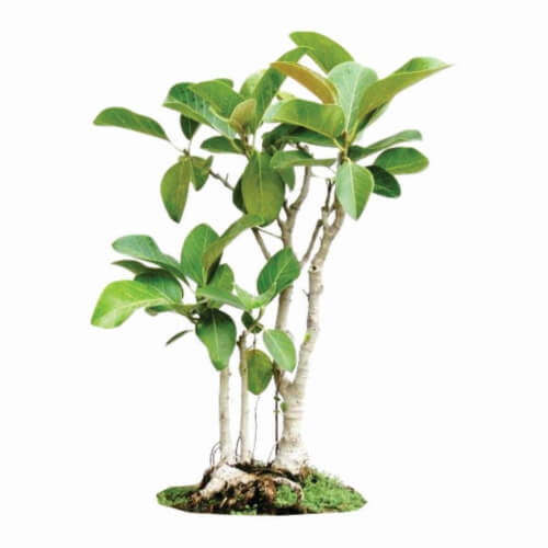 Ficus Bengalensis Bark Exporters