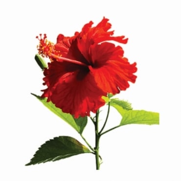 Hibiscus Manufacturers