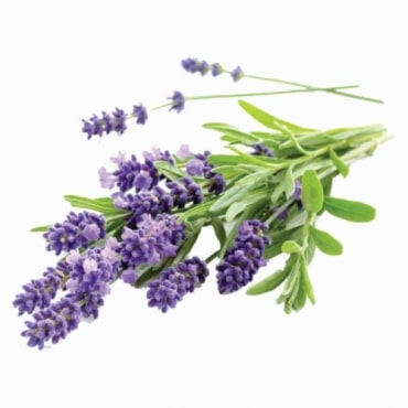 Lavender Exporters