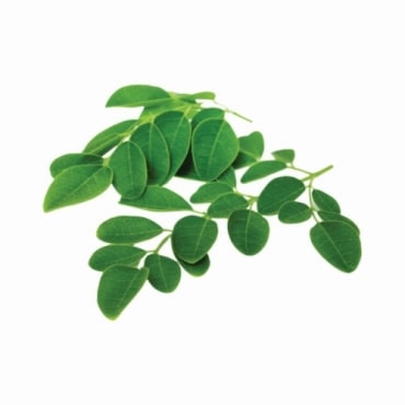 Moringa Manufacturers