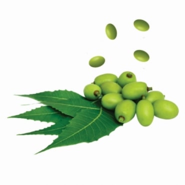 Neem Oil Exporters