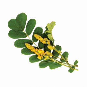 Senna Exporters